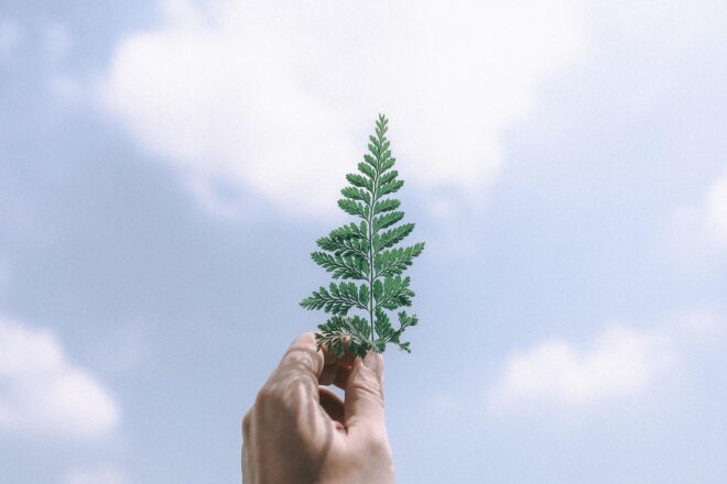 Photo d'illustration. Ecologie, durabilité.