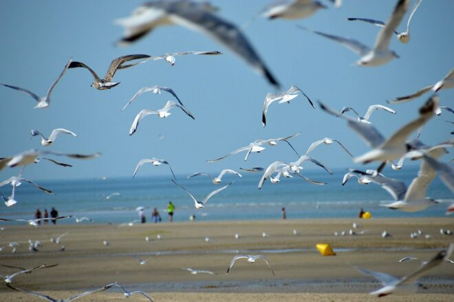 Photo d'illustration. Mer et mouettes.