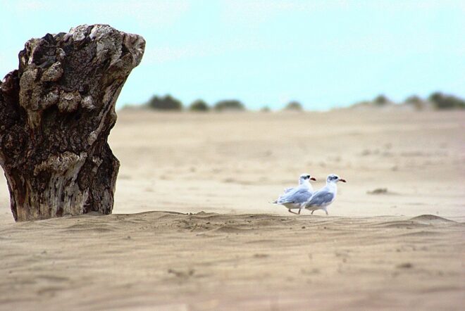 La Plage de l'Espiguette, dans le Gard.