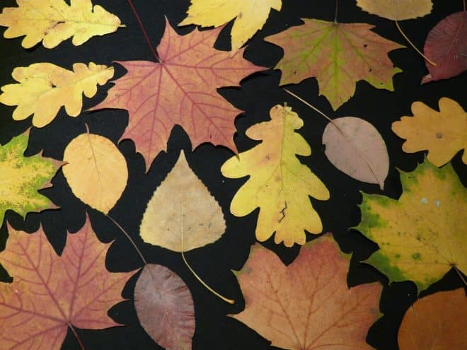 Photo d'illustration. De jolies feuilles d'automne.