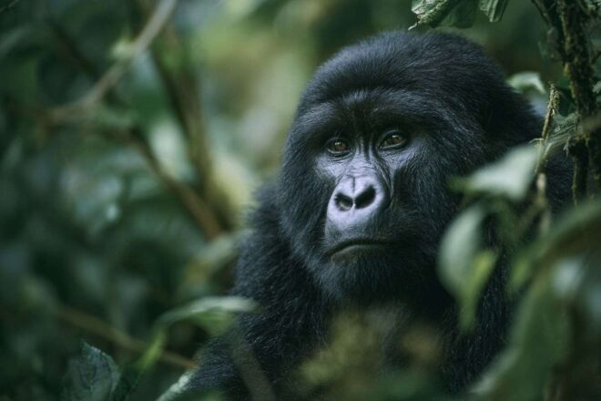 Gorille montagne dans forêt bwindi