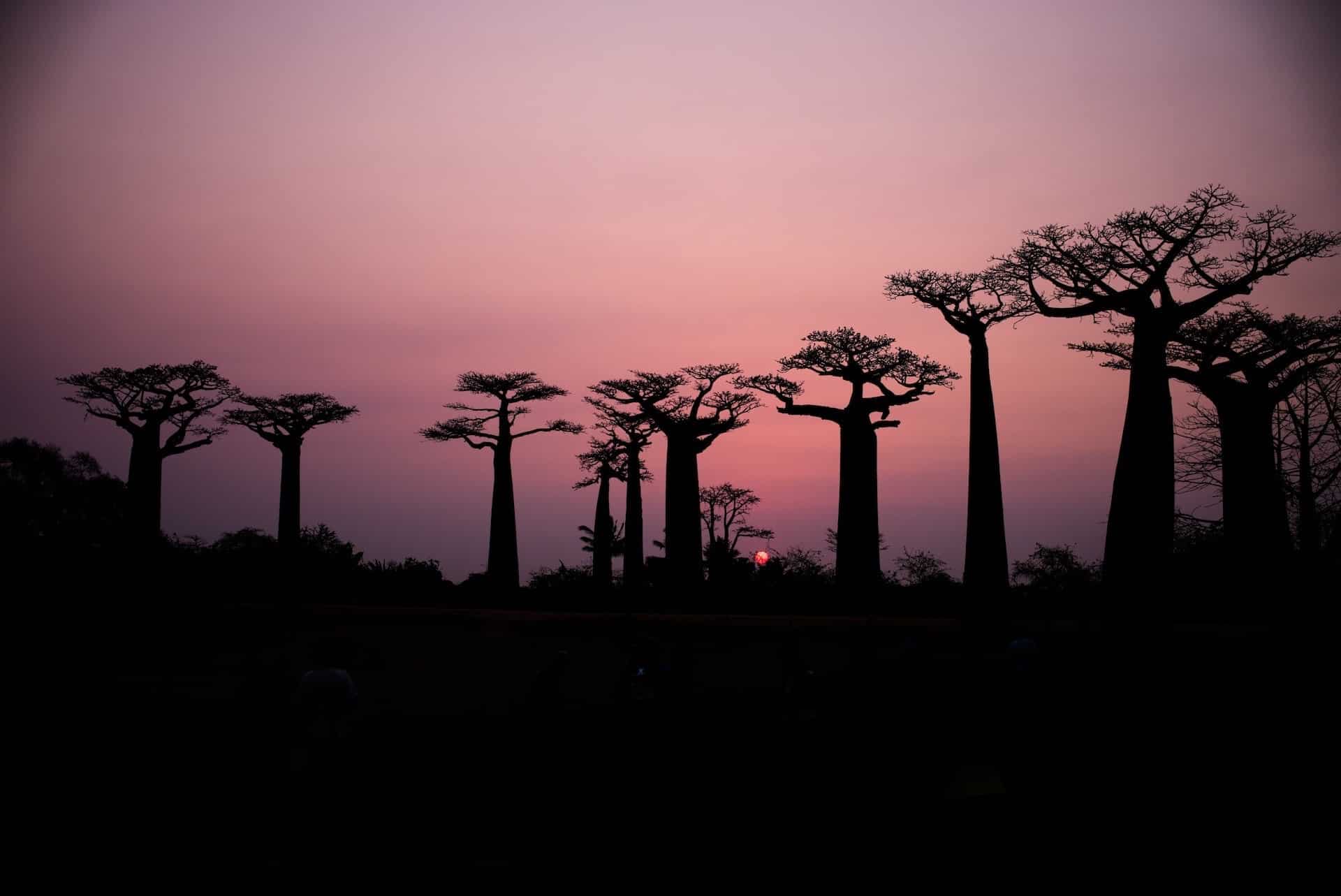 Baobabs, Madagascar.