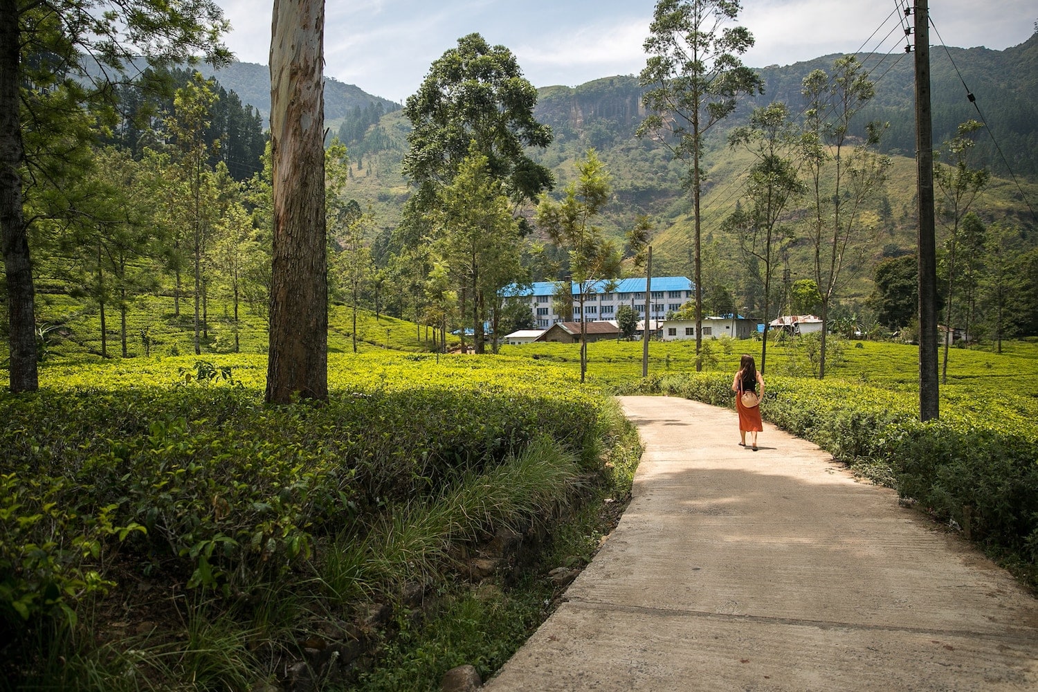 Paysage du Sri Lanka.