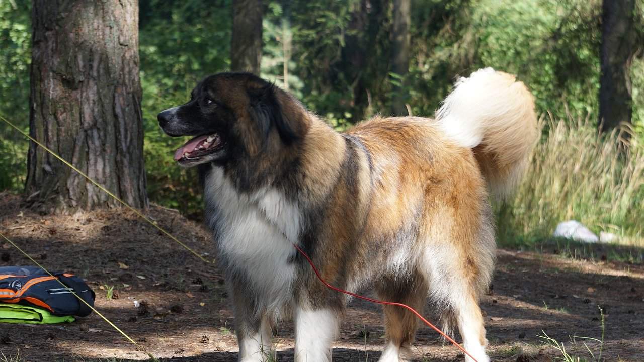 camping animal