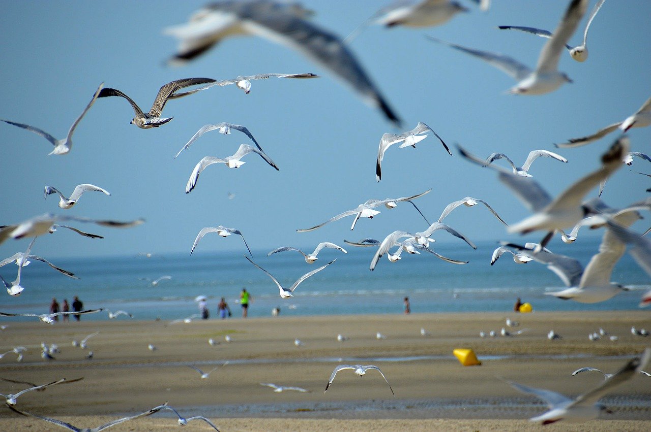Photo d'illustration. Mer et mouettes.