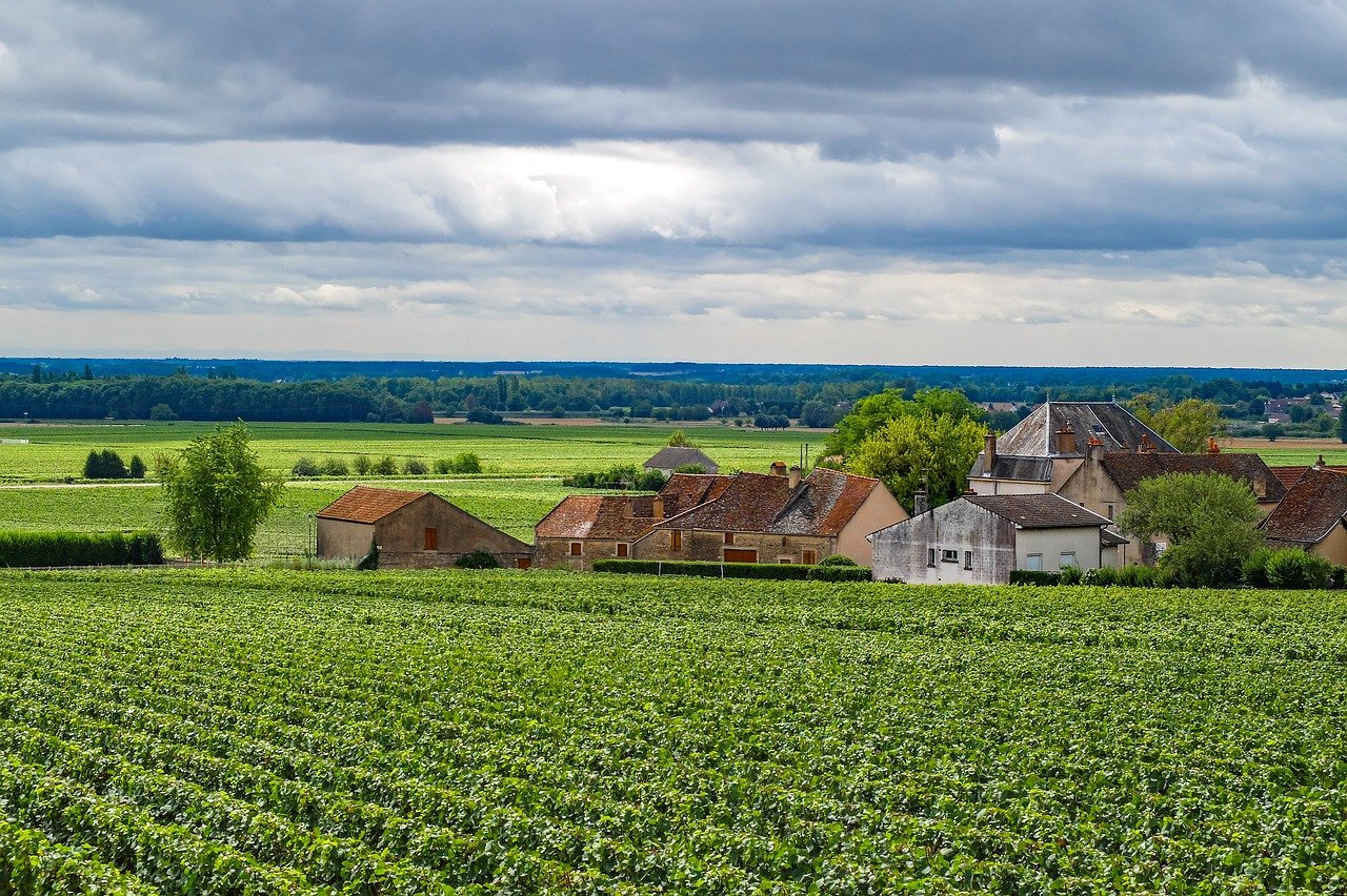 Photo d'illustration. La vigne à Aloxe-Corton (Côte-d'Or).