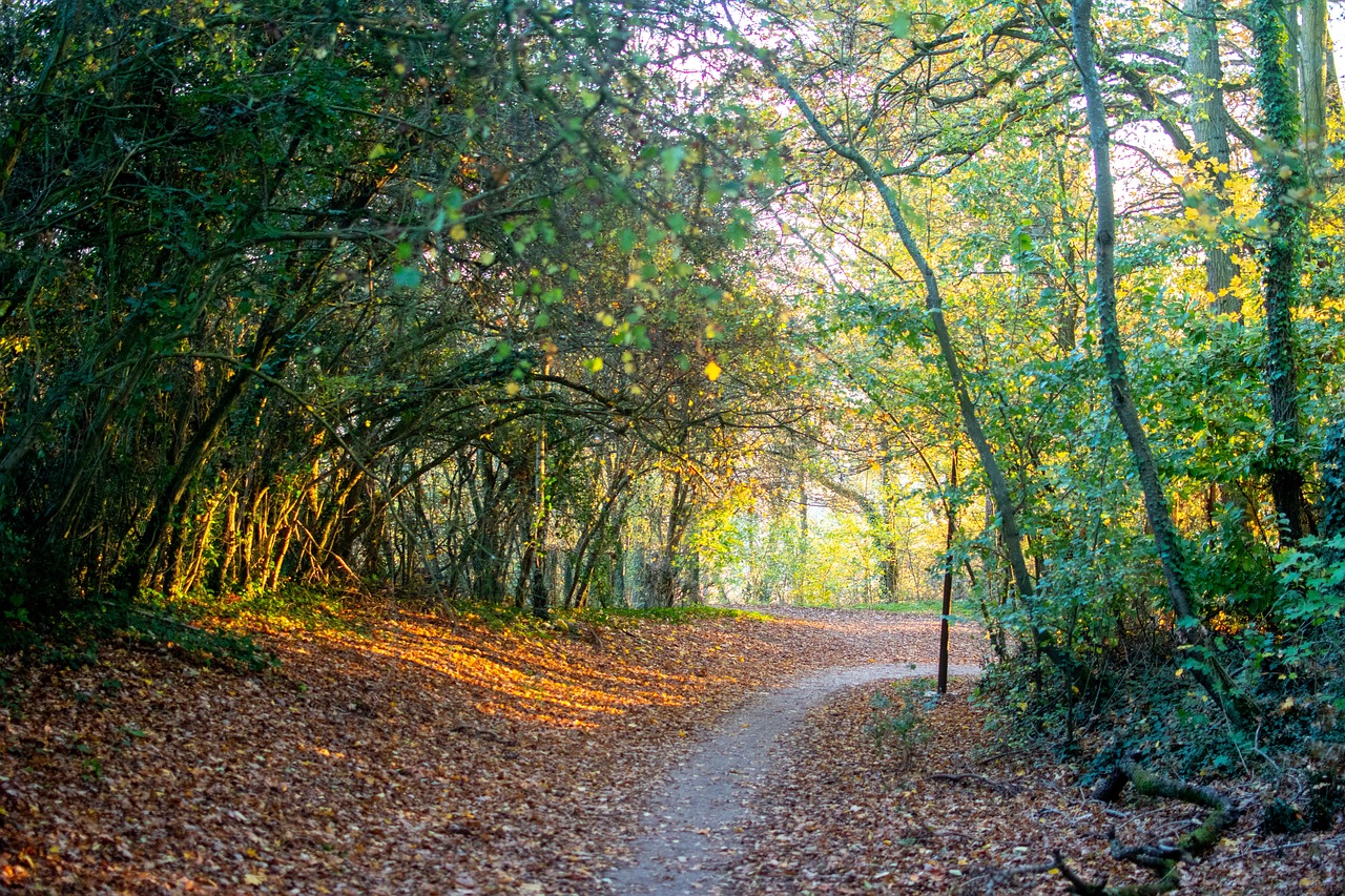 Photo d'illustration. Une balade en forêt ?