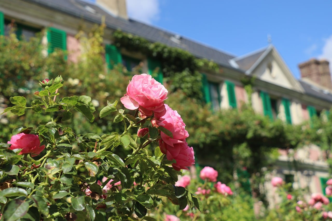 Photo d'illustration. Roses à Giverny.