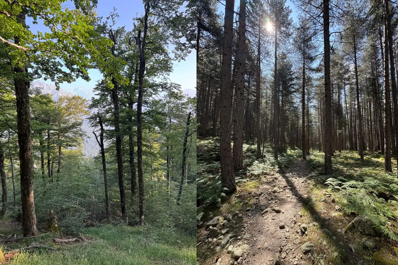 Forêt GR20