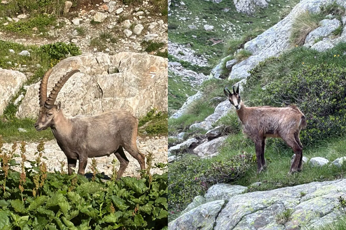 Bouquetin et Chamoix des Alpes sur le Parc du Mercantour